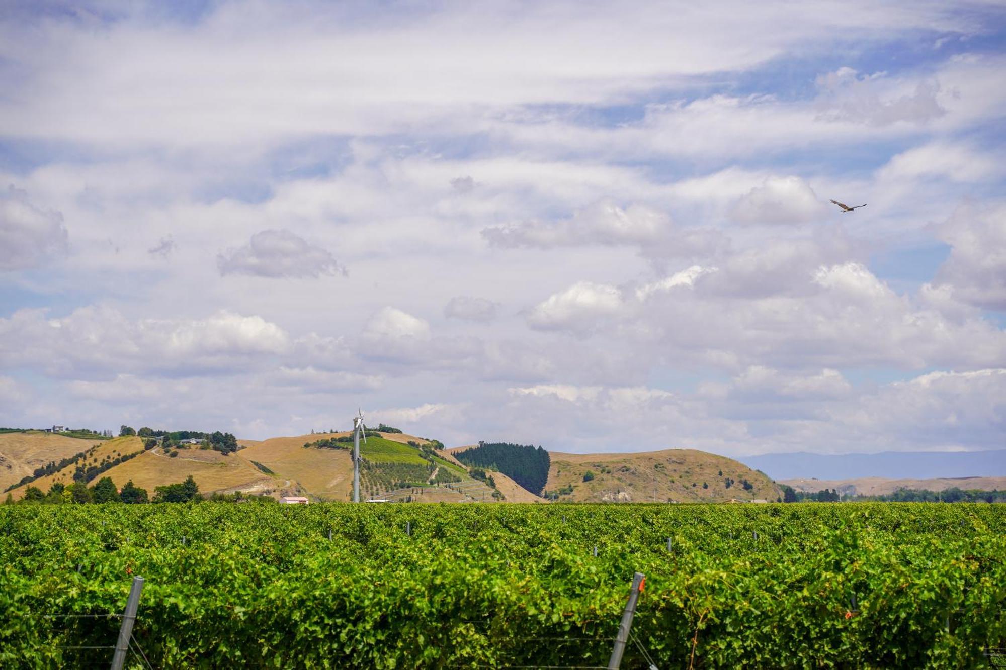 Syrah Suite Unison Vineyard Fernhill Dış mekan fotoğraf